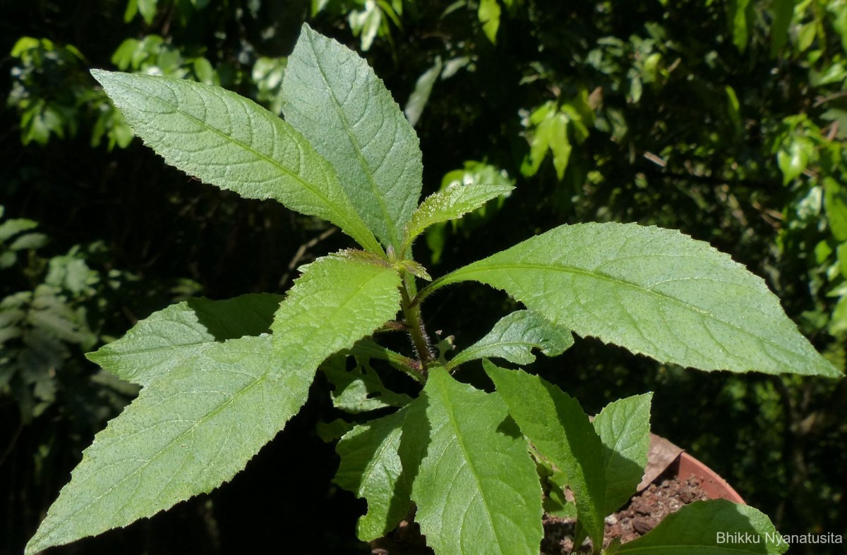 Pluchea paniculata (Willd.) Karthik. & Moorthy